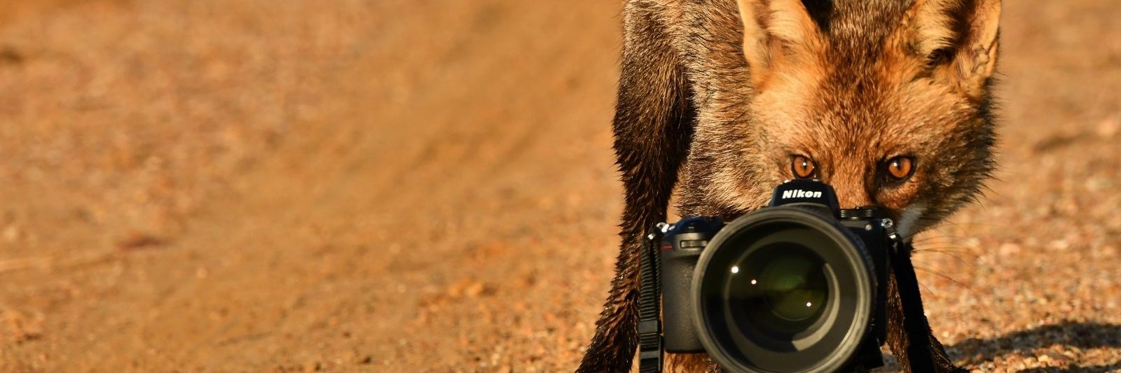 carlos romero Photography - Wildlife Photographer's banner