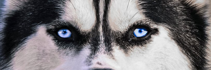 UConn Huskies's banner