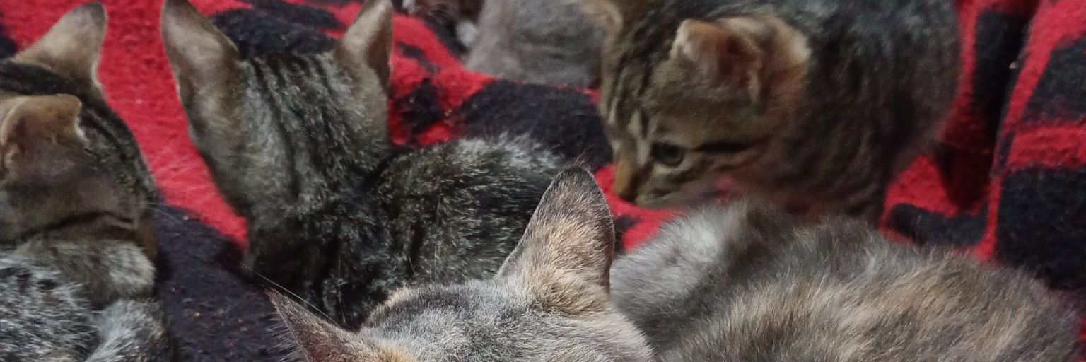 POETISA🇧🇷 ☽GATAZANA 🐈‍⬛🐈🐱☽✪☾ NOT DM🦇's banner