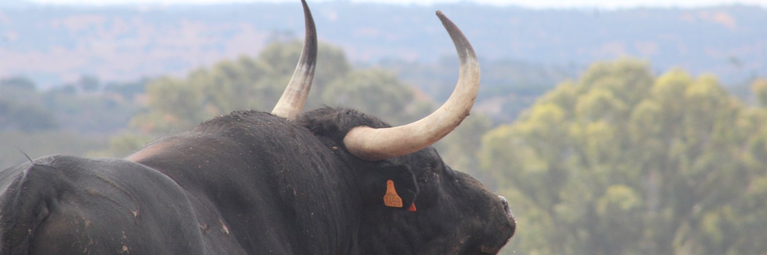 7 TOROS 7's banner