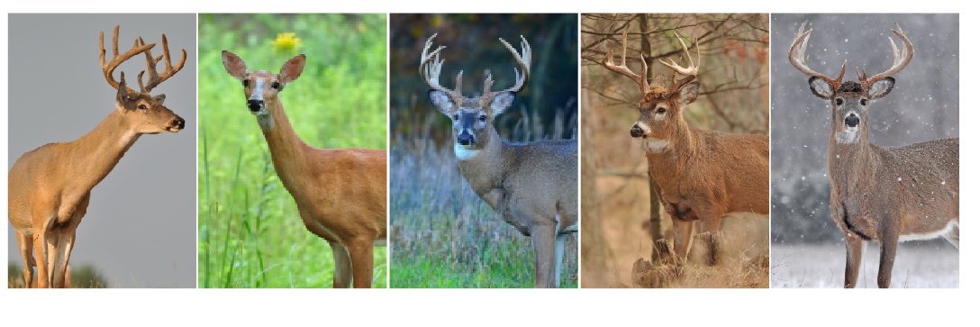 Deer & Deer Hunting's banner