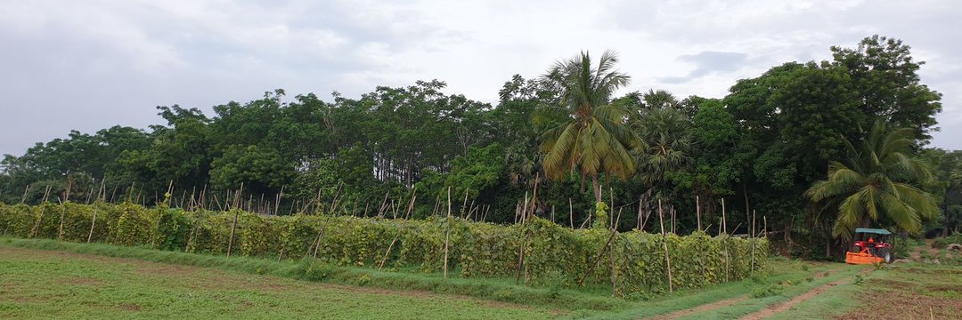 நெருப்பூர் பாலு's banner