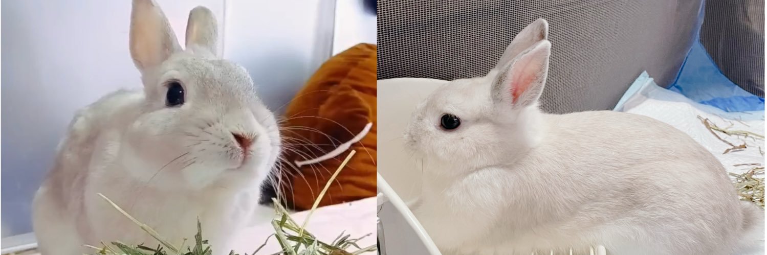 こうきまき（うさぎのもち🐰）'s banner
