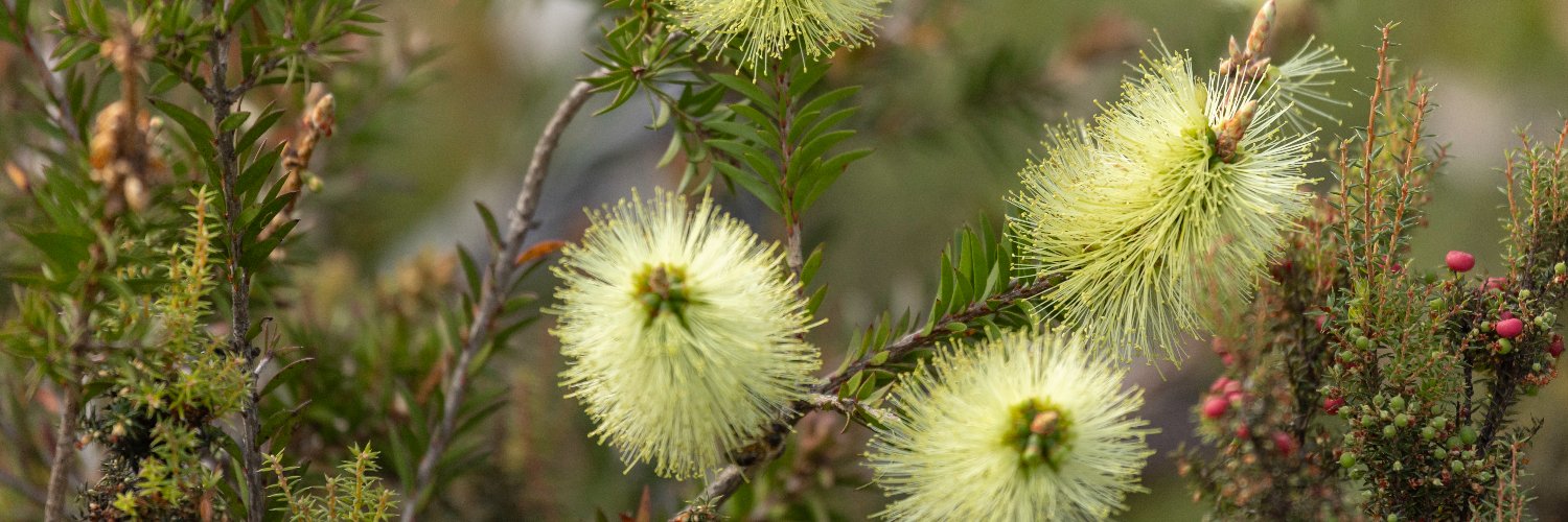 Tasmanian Land Conservancy's banner