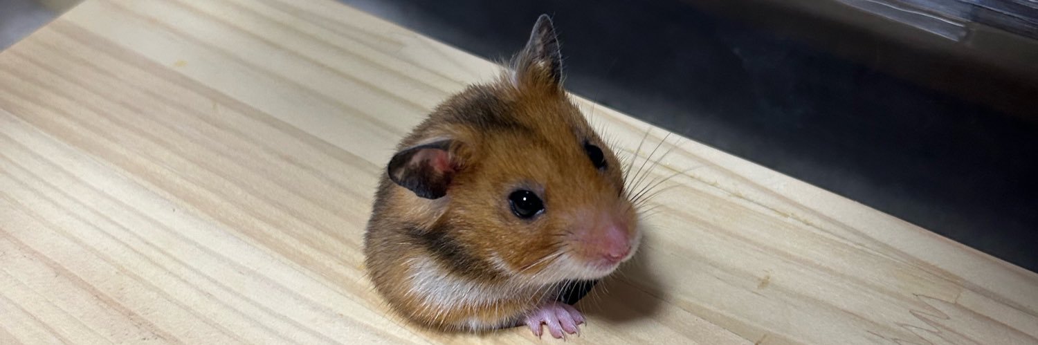 るー。🐹💕's banner