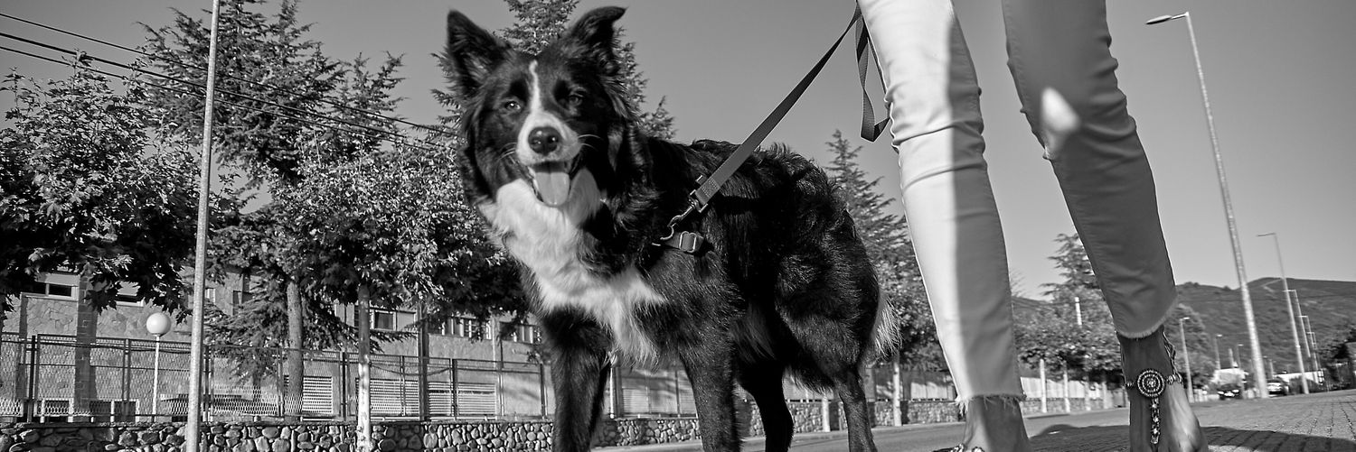 Jorge Monroy© 🇪🇺's banner