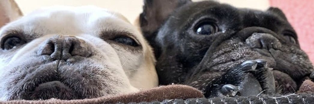 𝒔𝒂𝒚𝒂's banner