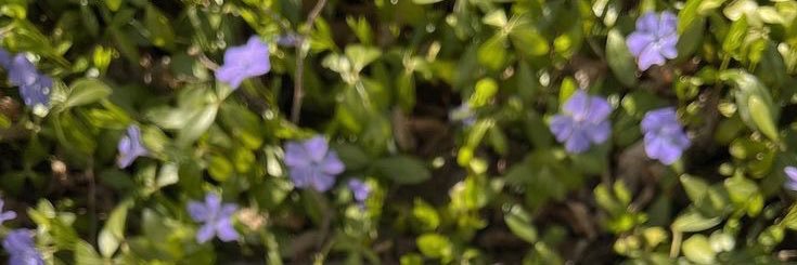 miel ʚଓ's banner