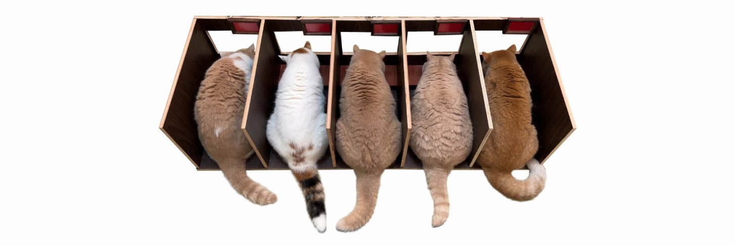 猫は液体's banner