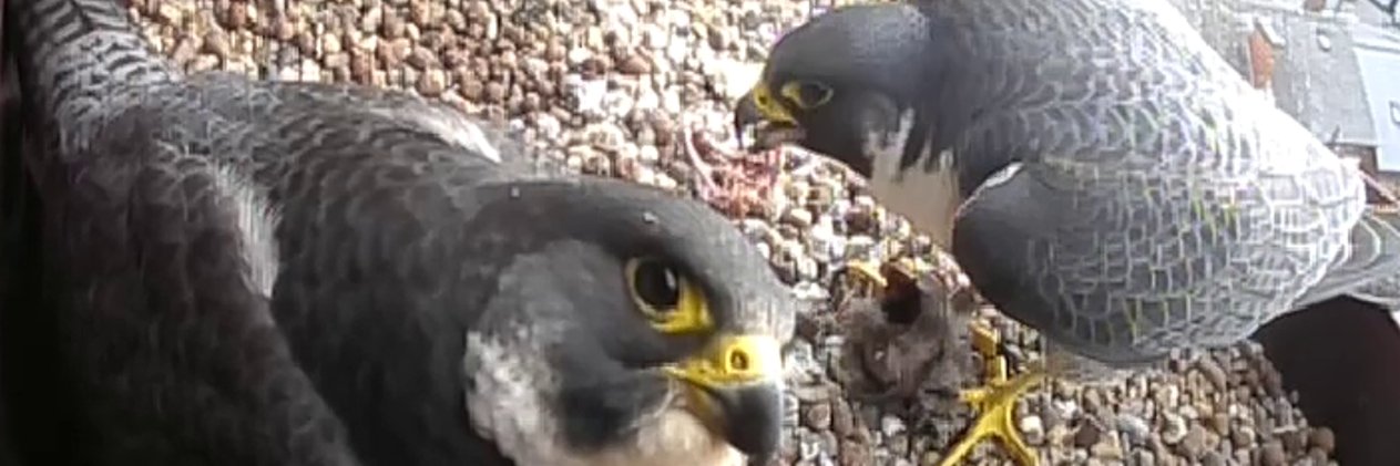 Wakefield Peregrines's banner