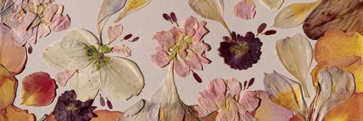 𝛂𝗒𝗅𝗎 ❀'s banner