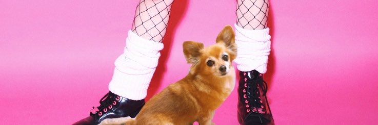 しばくぞ零ちゃん🐶チワワ's banner