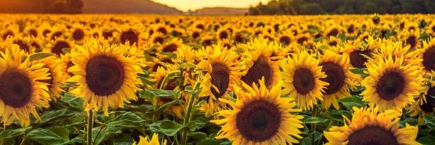 🌻ℕ𝔸ℕ𝔻𝔸's banner