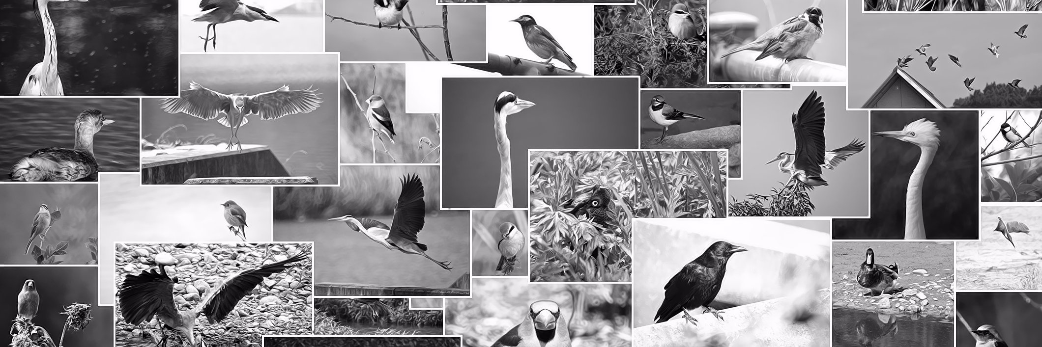 野鳥太郎's banner