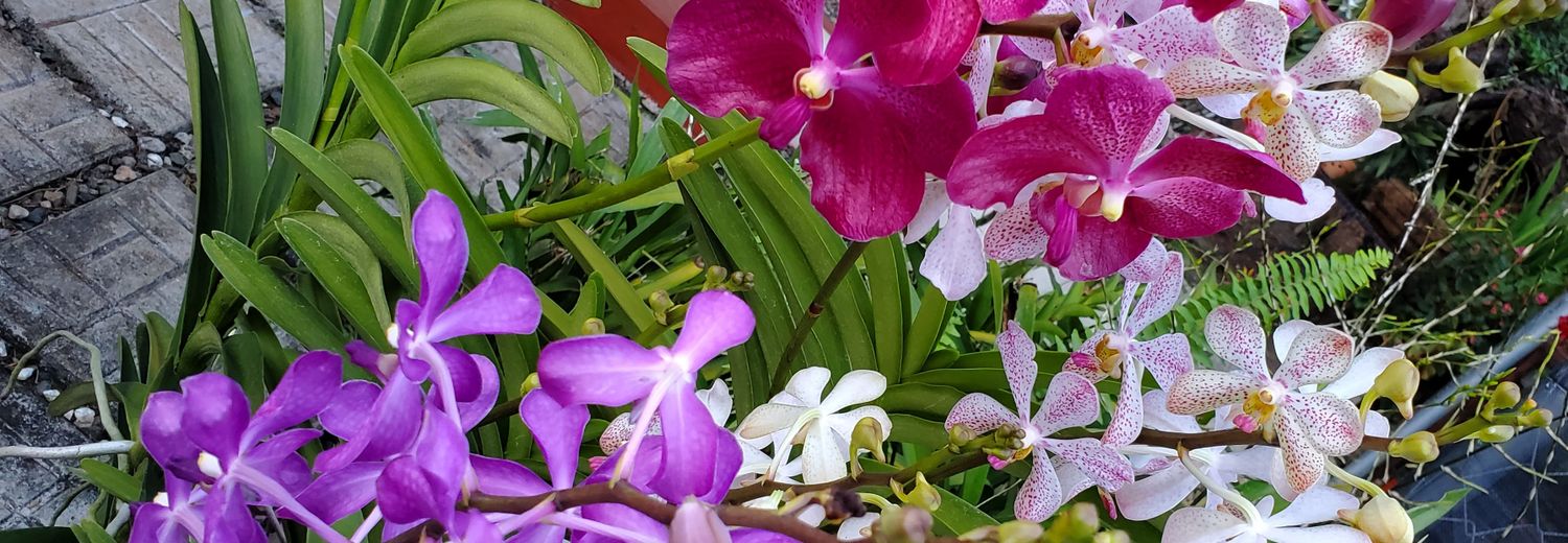 Carlene Sinclair's banner