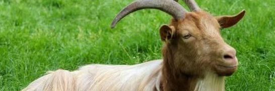 Fan de Hauche's banner
