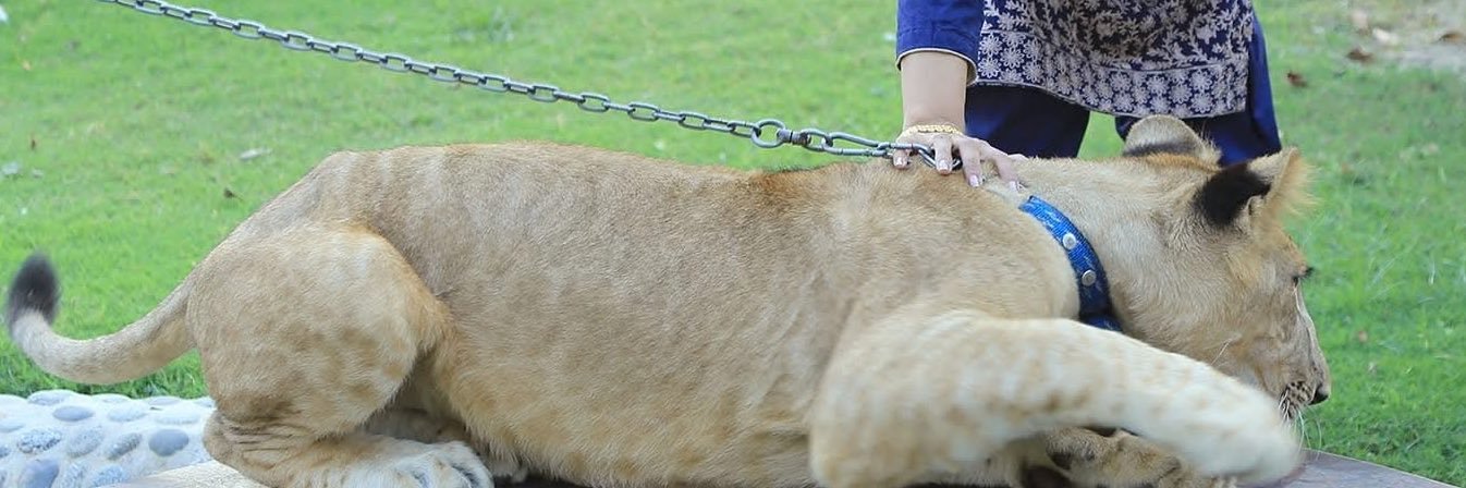 مانو بٹ 🦁's banner