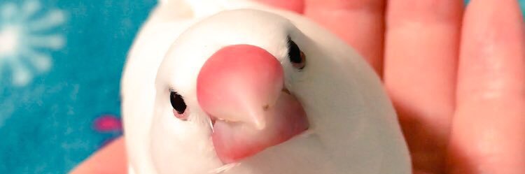 ぴーちゃん𓅪's banner