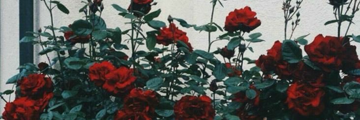 🦋🧚‍♀️'s banner