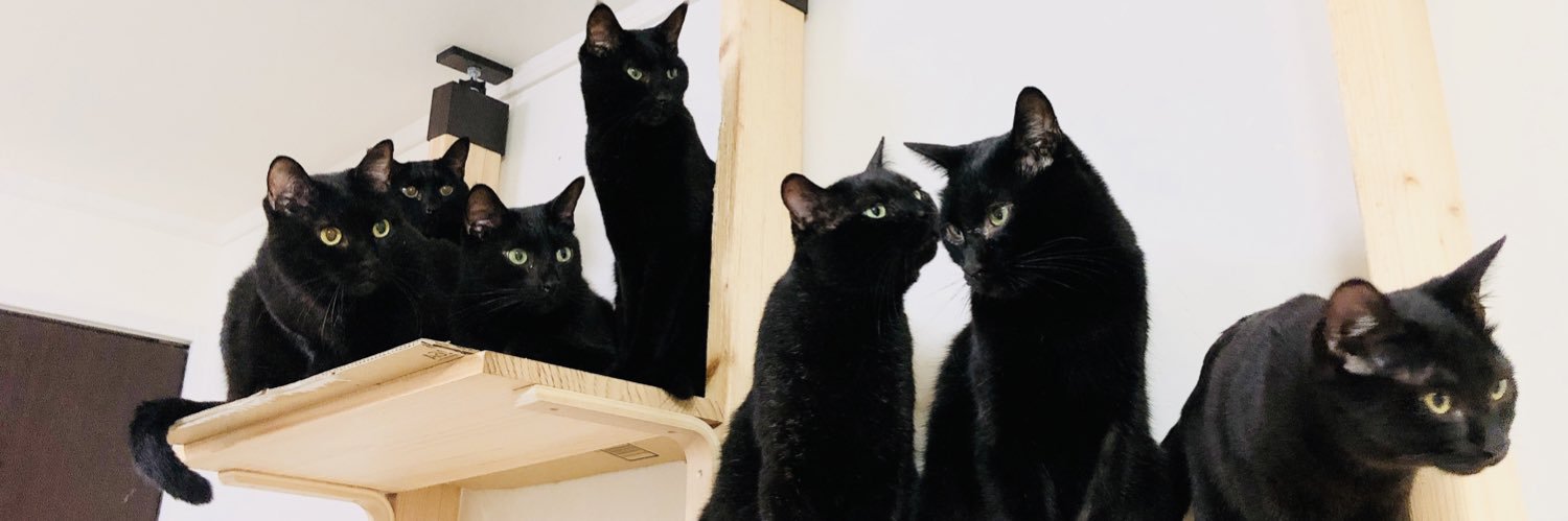 猫野四季＊'s banner