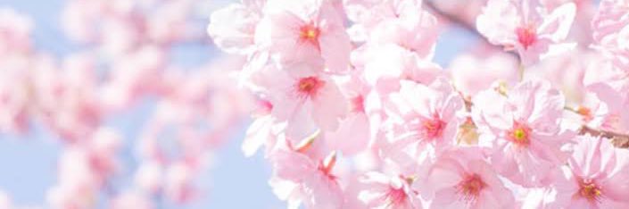 うめか🕊英語学習･海外旅行's banner