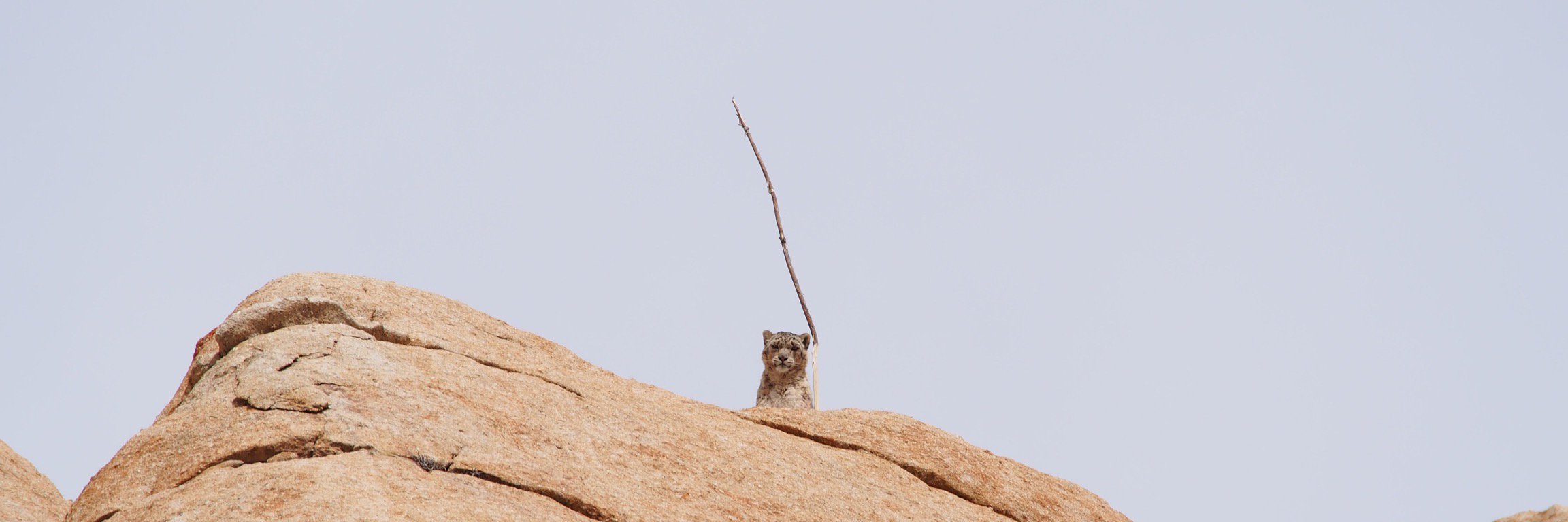 ユキヒョウさん_Snow Leopard's banner