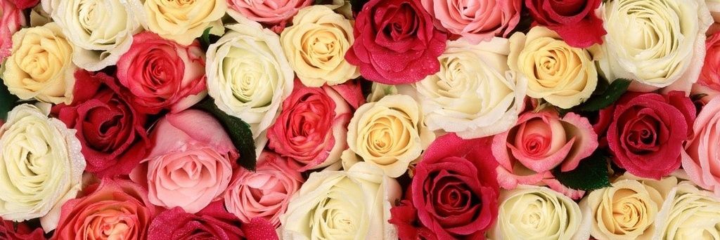 شيميله بحرينيه's banner