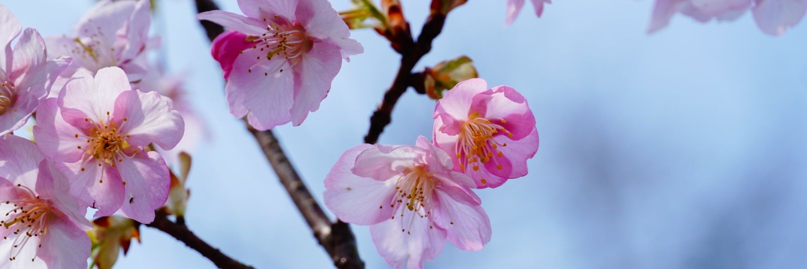 桜岐's banner