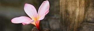 Mer❤️🦋's banner