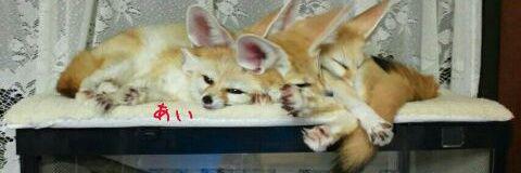 Rabi_fennec's banner