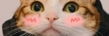 每日大作战🐾's banner