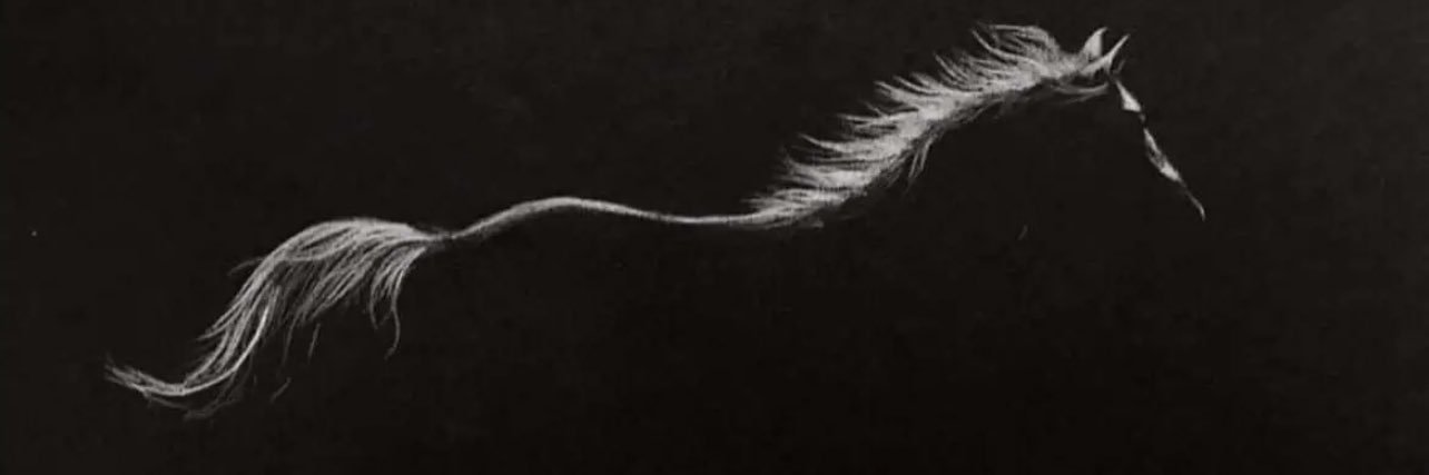 ماجد أبا الخيل's banner
