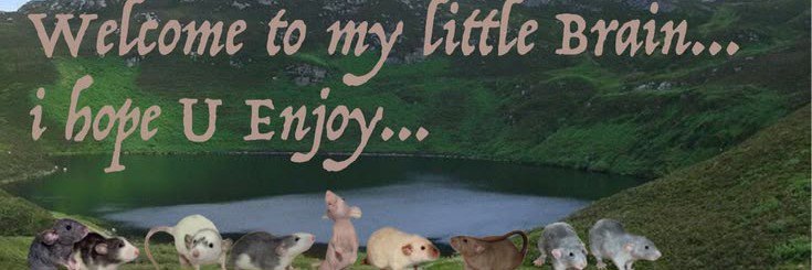 dan's banner