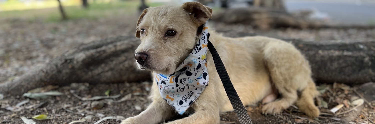 𝙷𝚎𝚕𝚊 𝙼𝚘𝚛𝚎 🐶's banner