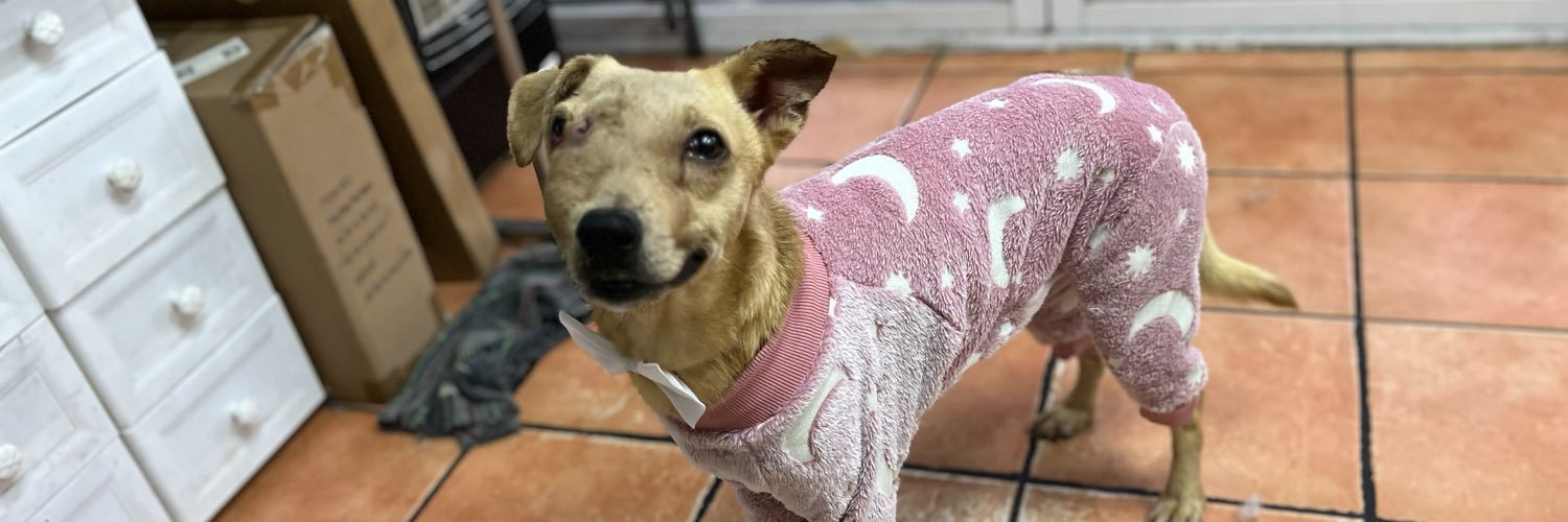 𝙷𝚎𝚕𝚊 𝙼𝚘𝚛𝚎 🐶's banner