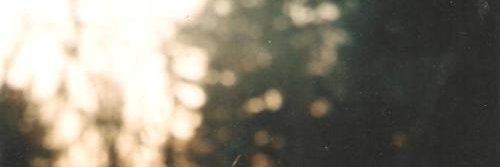 sunny's banner