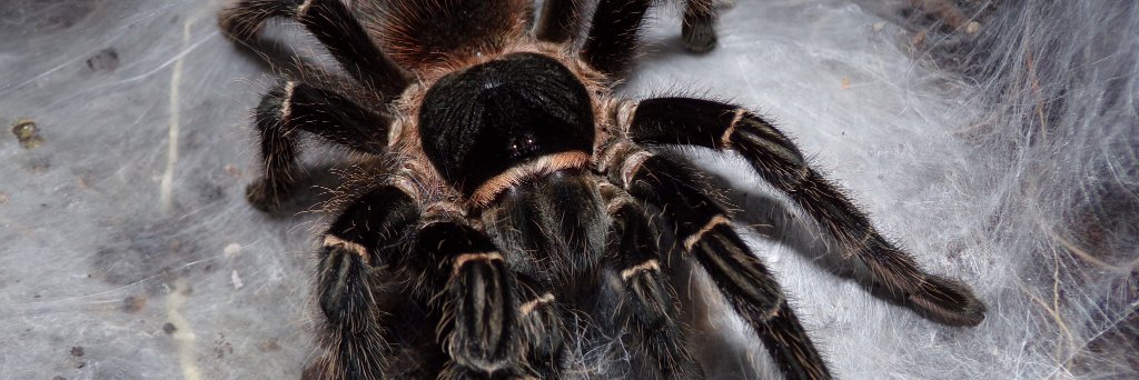 Collie Ennis 🕷🐸's banner