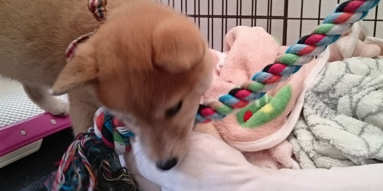 柴犬のモモ's banner