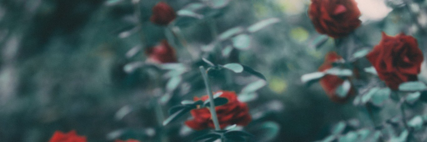南菜生's banner