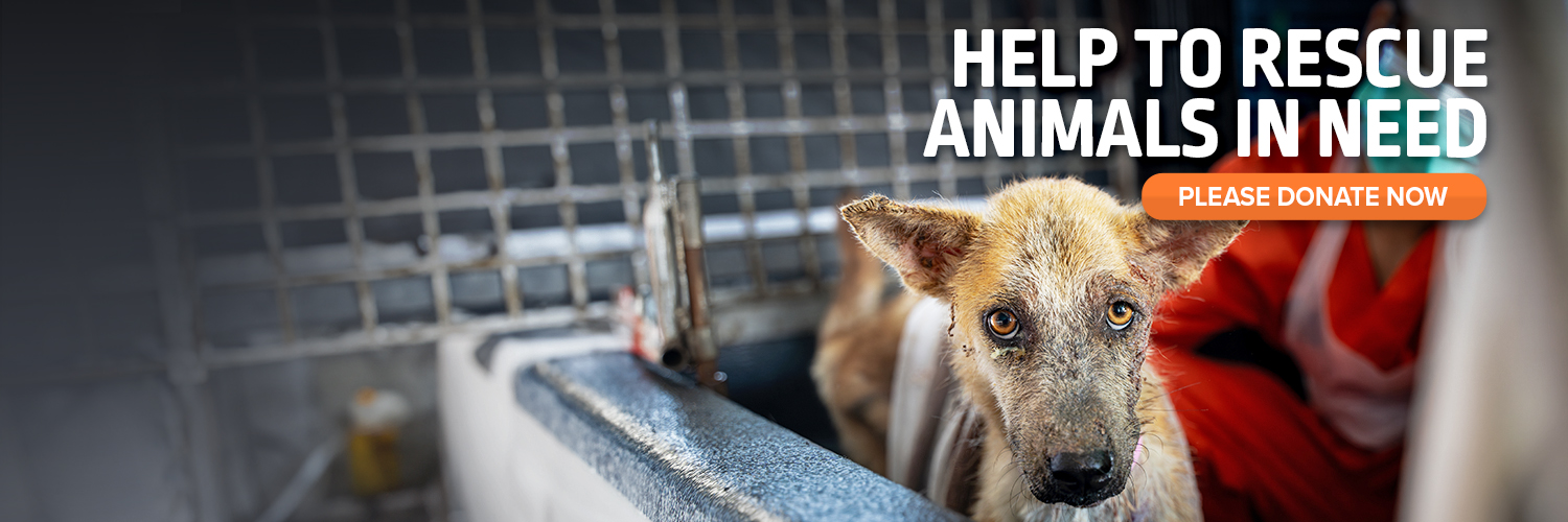 Soi Dog Foundation's banner
