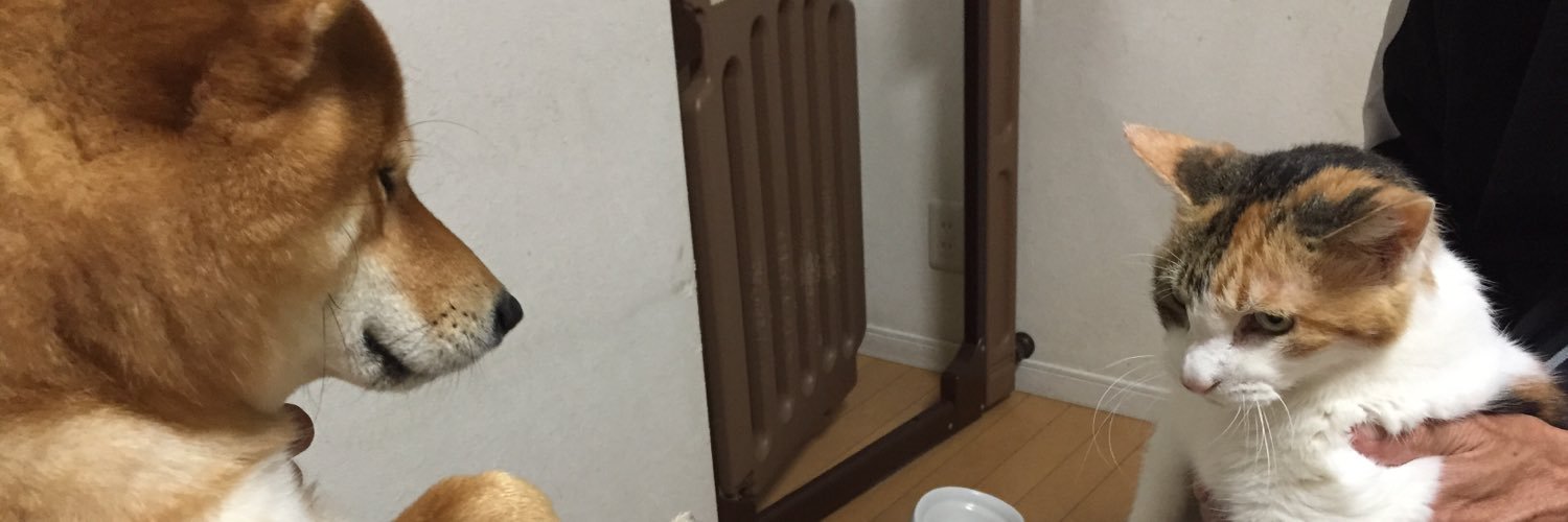 こたろうくん's banner