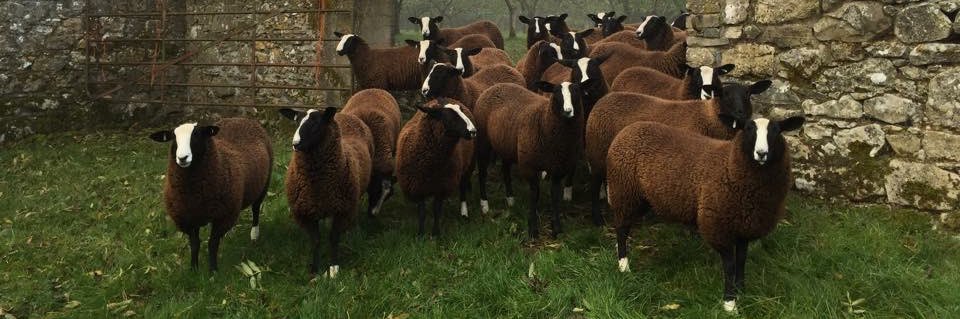 Zwartbles Ireland • Suzanna Crampton's banner