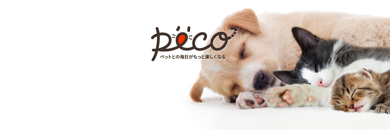 PECO［ペコ］編集部's banner
