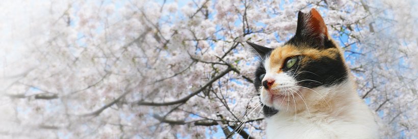 公益財団法人どうぶつ基金's banner