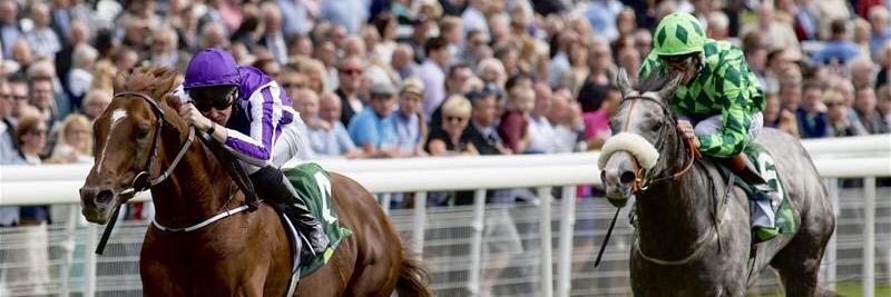 Joseph O'Brien's banner