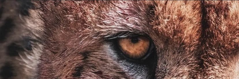 Tyler Harrell's banner