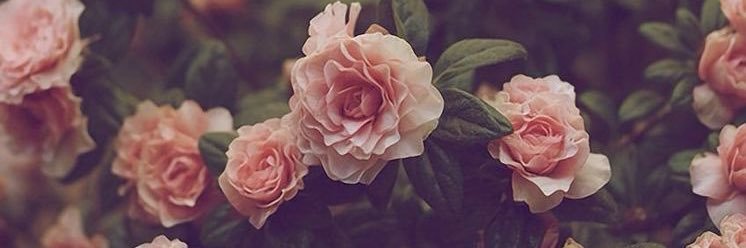 مها البلوشيه's banner