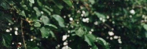 ريــــــما ☘️ Reema's banner