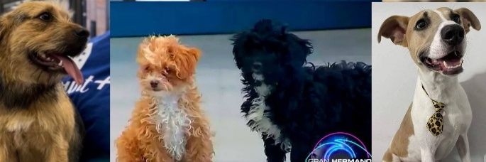 ₚₑᵣᵣᵢₜₒₛ 𝓰ᵣₐₙ ₕₑᵣₘₐₙₒ 🐶ッ ᥫ᭡ ꕤ 🌈⃤'s banner
