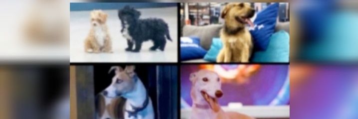ₚₑᵣᵣᵢₜₒₛ 𝓰ᵣₐₙ ₕₑᵣₘₐₙₒ 🐶ッ ᥫ᭡ ꕤ 🌈⃤'s banner